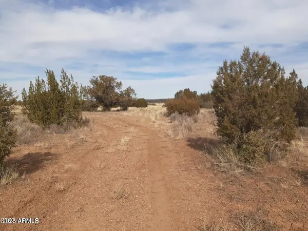 a view of a dry yard with trees