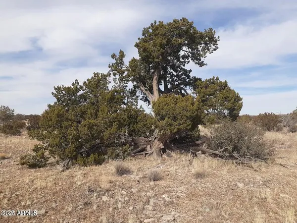 a view of a dry yard with lots of bushes
