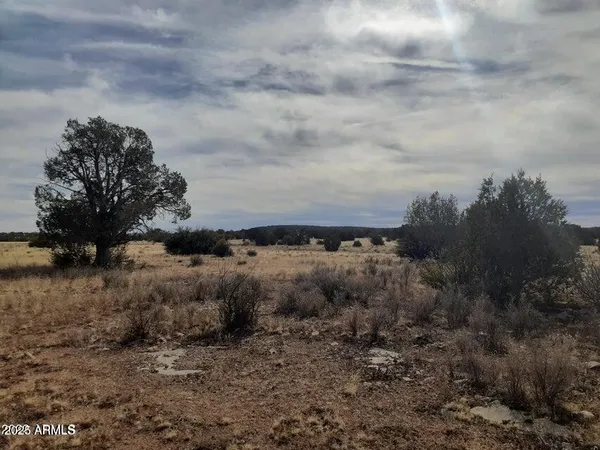 a view of a dry yard with trees