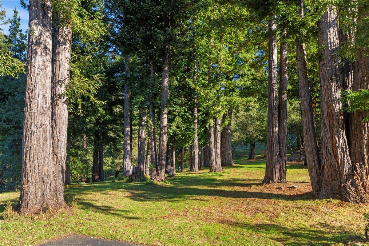 7 No Name Road Los Gatos, CA 95033 - Photo 47 of 49 a view of a trees in front of a house