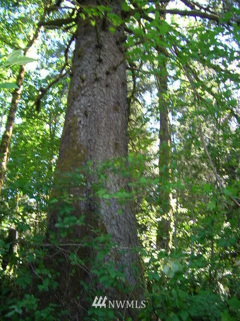 50017 Mt Index Road Gold Bar, WA 98251 - Photo 19 of 19