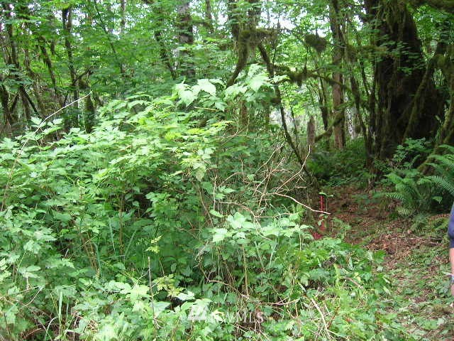 50017 Mt Index Road Gold Bar, WA 98251 - Photo 7 of 19