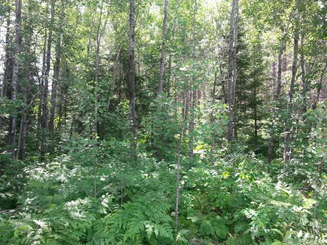 Off Rasmusson Road Rhinelander, WI 54501 - Photo 7 of 10 Gallery Image 7