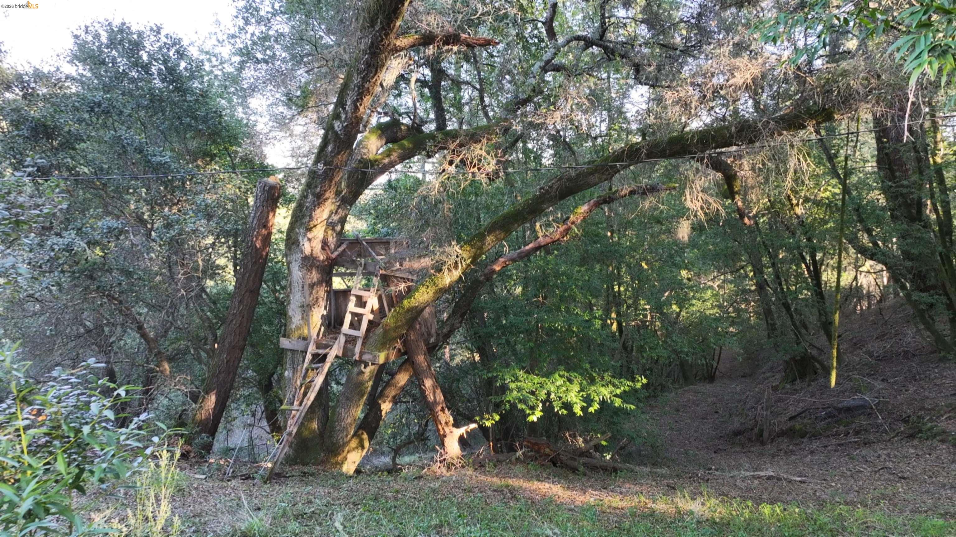 5051 Harrison Grade Road Sebastopol, CA 95472 - Photo 22 of 31 a yard with a tree