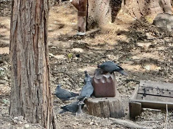 $275,000 | 32811 Birch Hill Road, Palomar Mountain, CA 92060