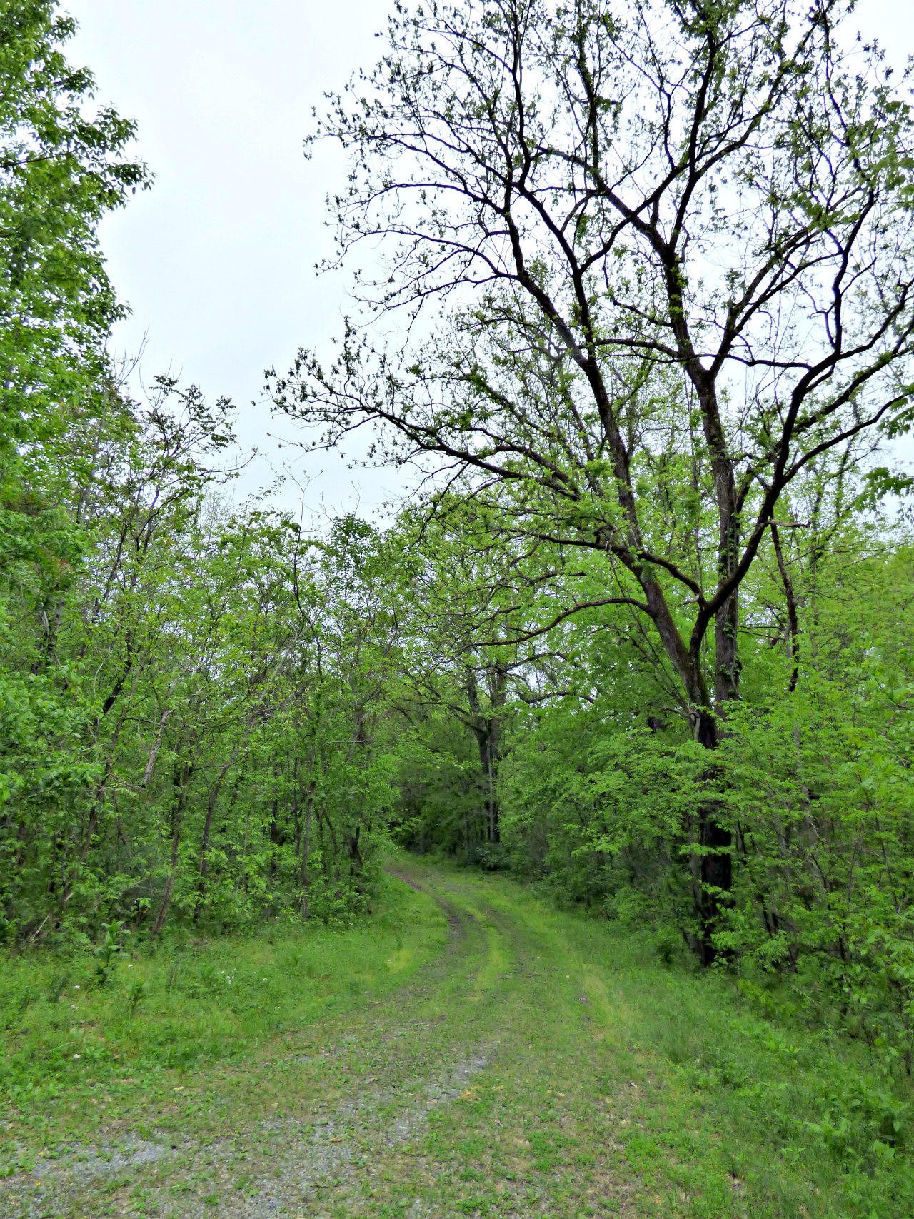 2660 Huff Road Dandridge, TN 37725 - Photo 6 of 7 Gallery Image 6