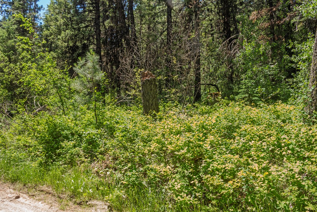 513 Susan Road, Unit 42 Cascade, ID 83611 - Photo 2 of 9 Ready For Your Creativity