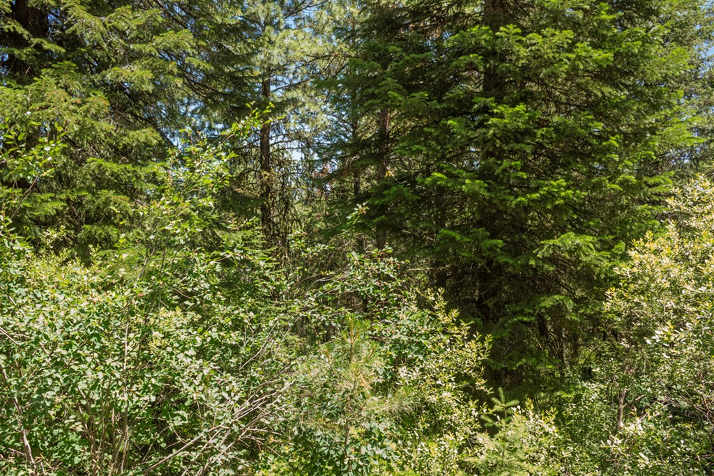 513 Susan Road, Unit 42 Cascade, ID 83611 - Photo 5 of 9 Lot Off Susan Road