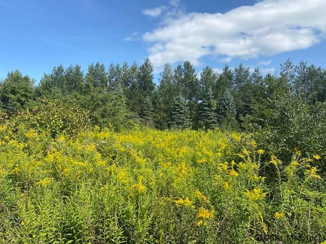 Spore Road Bethlehem, NY 12054 - Photo 4 of 5 Photo 4