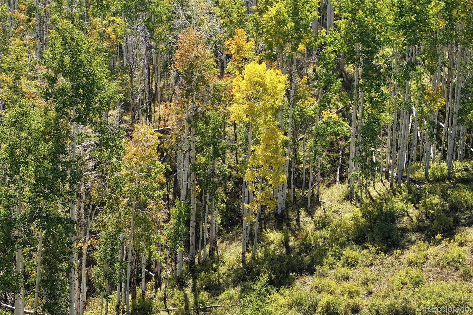 0 Divide Road Whitewater, CO 81527 - Photo 11 of 43 a view of a yard