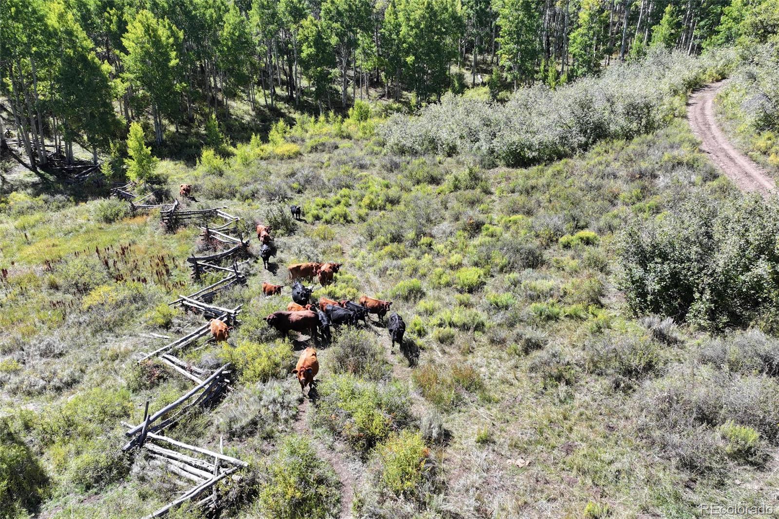 0 Divide Road Whitewater, CO 81527 - Photo 2 of 43 a view of a forest with a tree