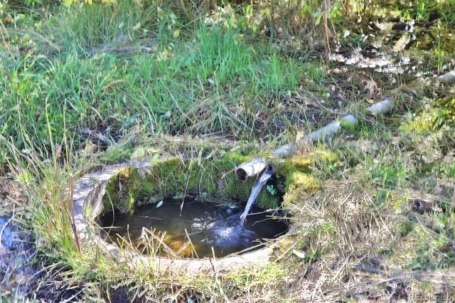 a view of a plant in a garden