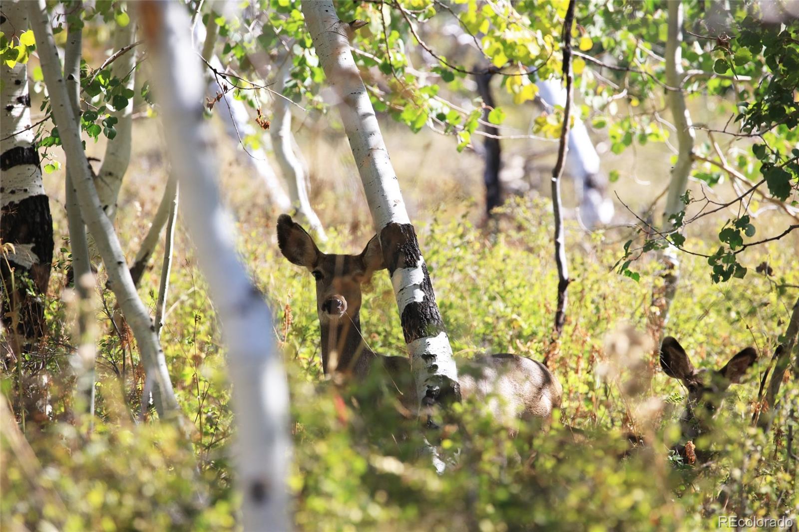 0 Divide Road Whitewater, CO 81527 - Photo 24 of 43