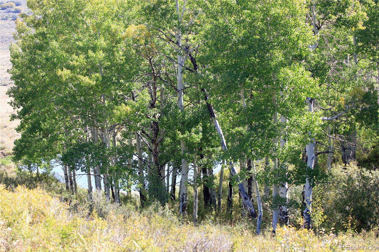 0 Divide Road Whitewater, CO 81527 - Photo 25 of 43 a backyard of a house with lots of trees