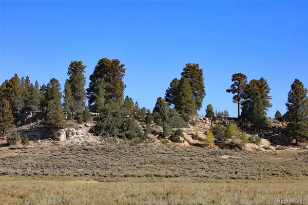 a view of tree