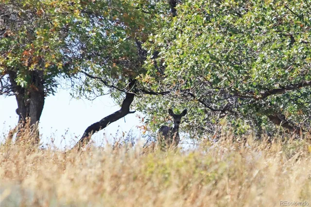 a view of a dry yard with trees in the background