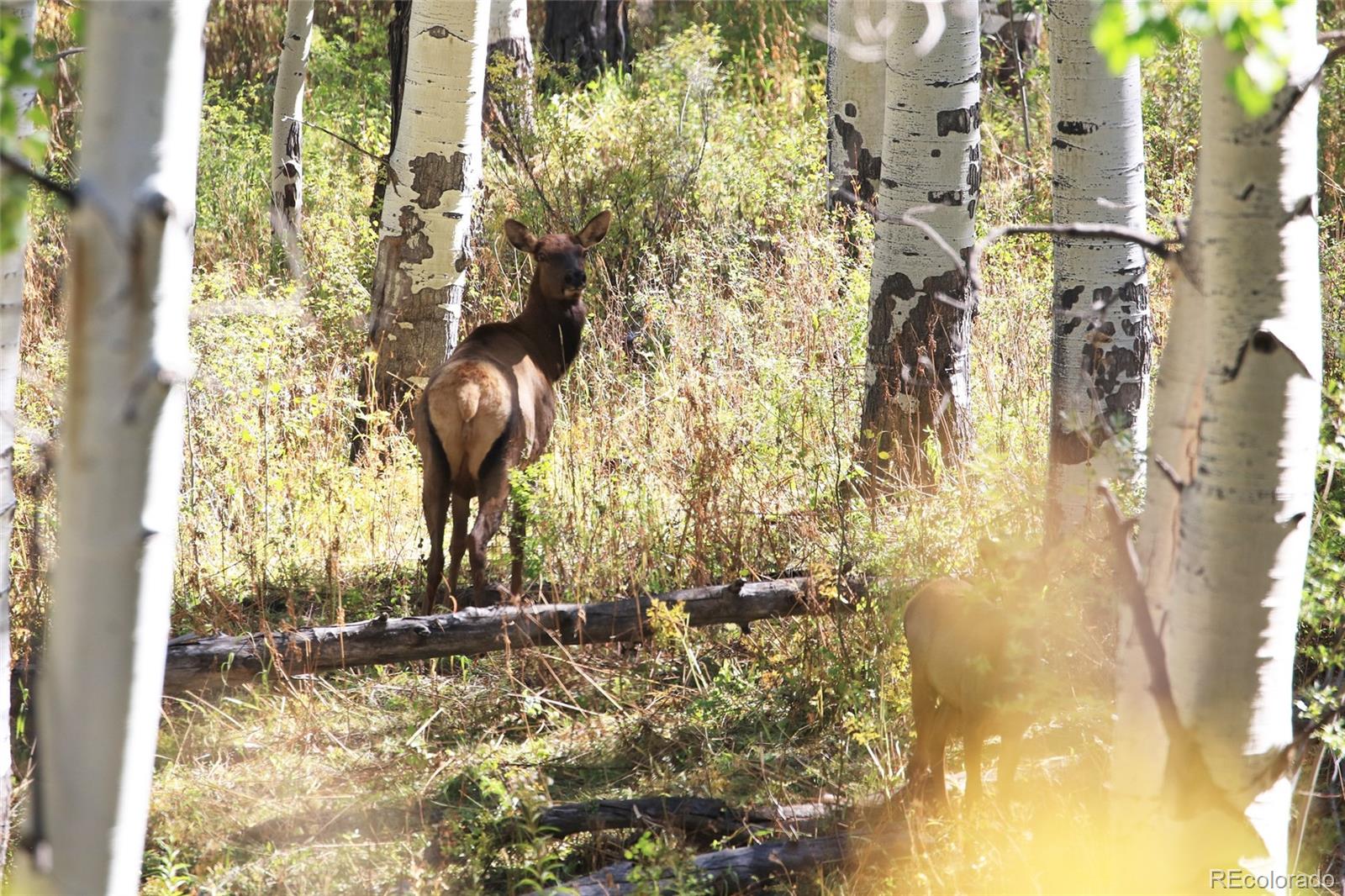 0 Divide Road Whitewater, CO 81527 - Photo 10 of 43 a view of a pathway of a building