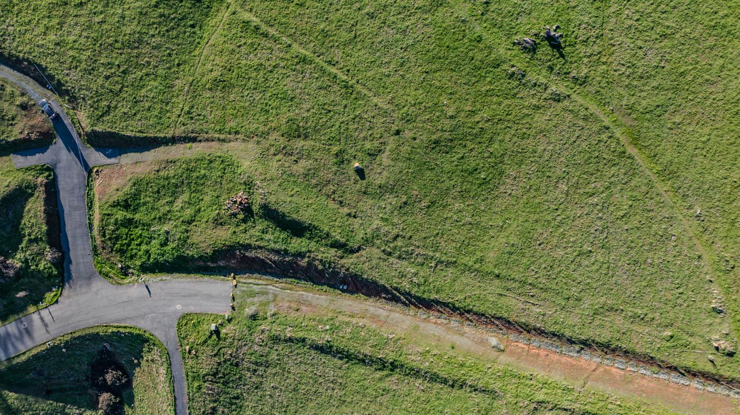 52 David Drive Sutter Creek, CA 95685 - Photo 10 of 10 a view of a yard with plants