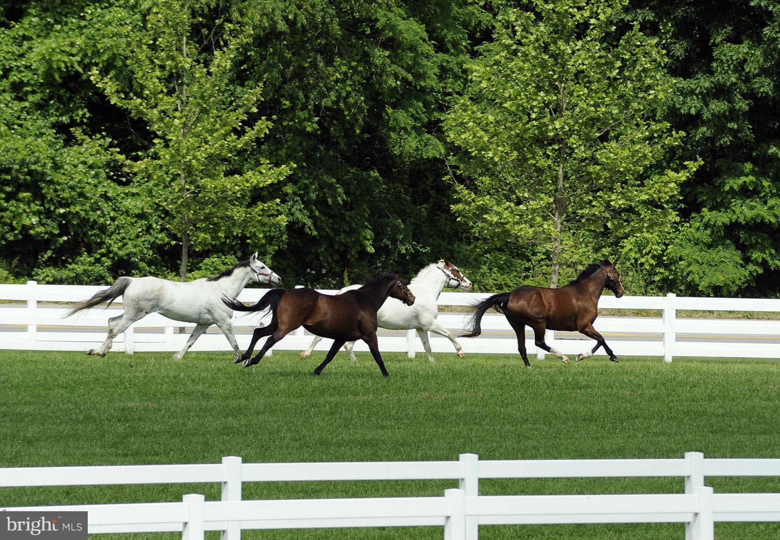 4019 Bridle Ridge Road Upper Marlboro, MD 20772 - Photo 13 of 15 Horses Running in Paddock