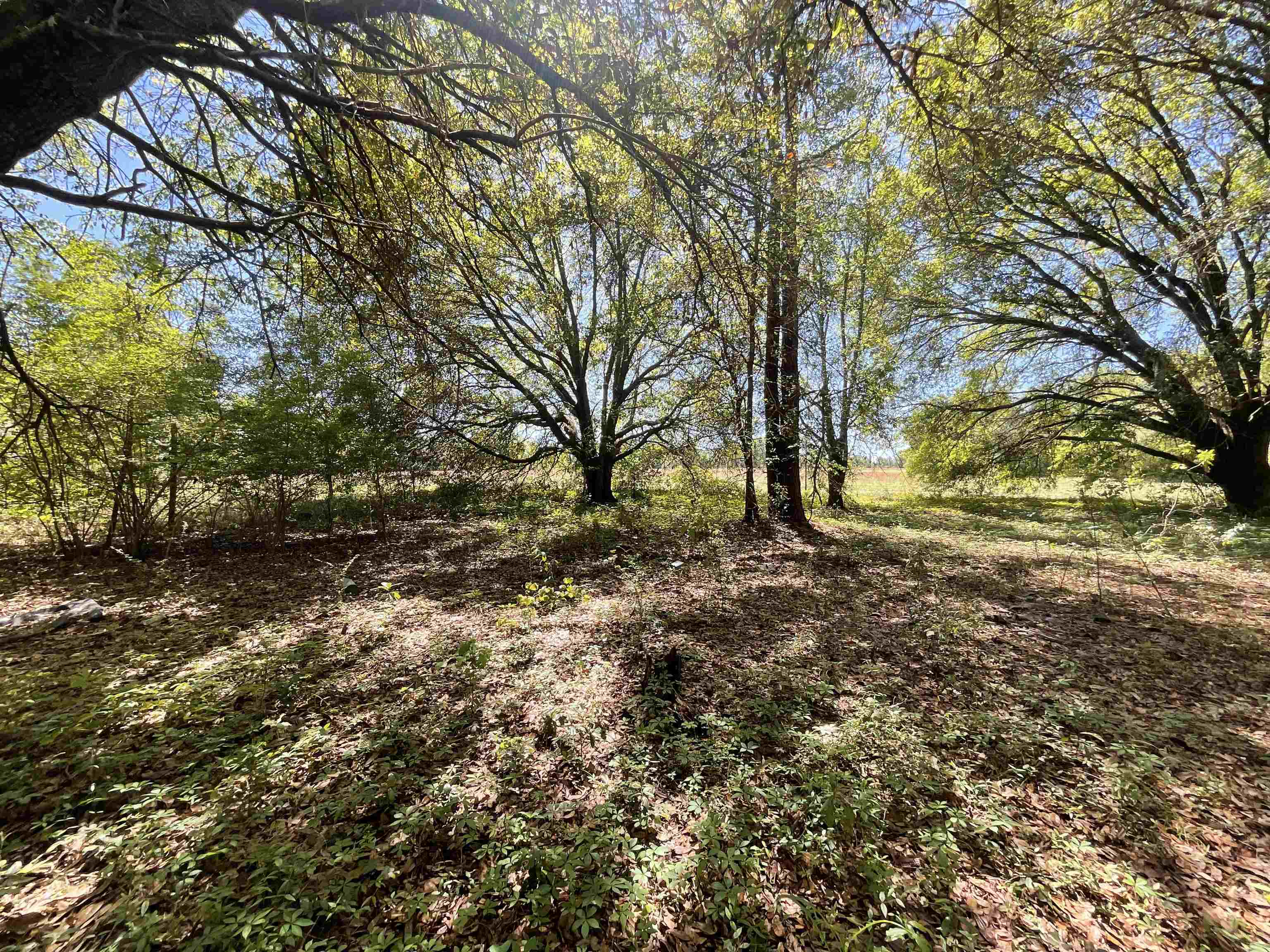 1975 Rook Road Ochlocknee, GA 31773 - Photo 8 of 42