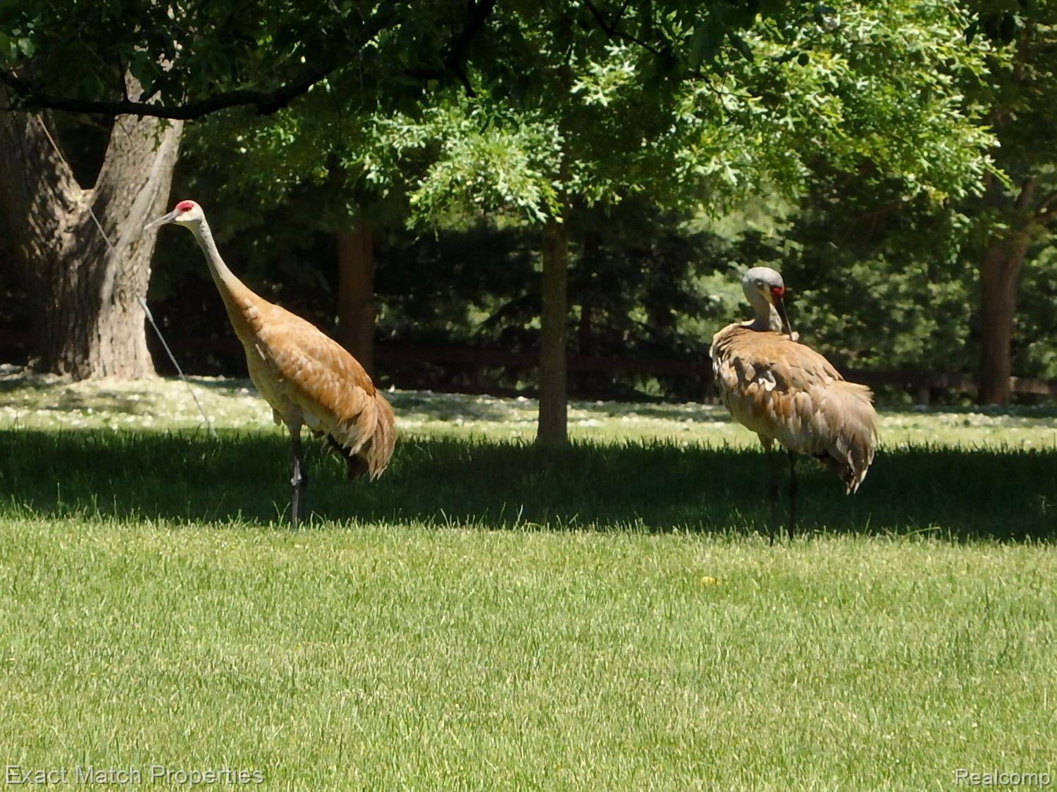 2980 East Rose Center Road Highland, MI 48356 - Photo 19 of 72 Of course you'll see lots of wildlife around!