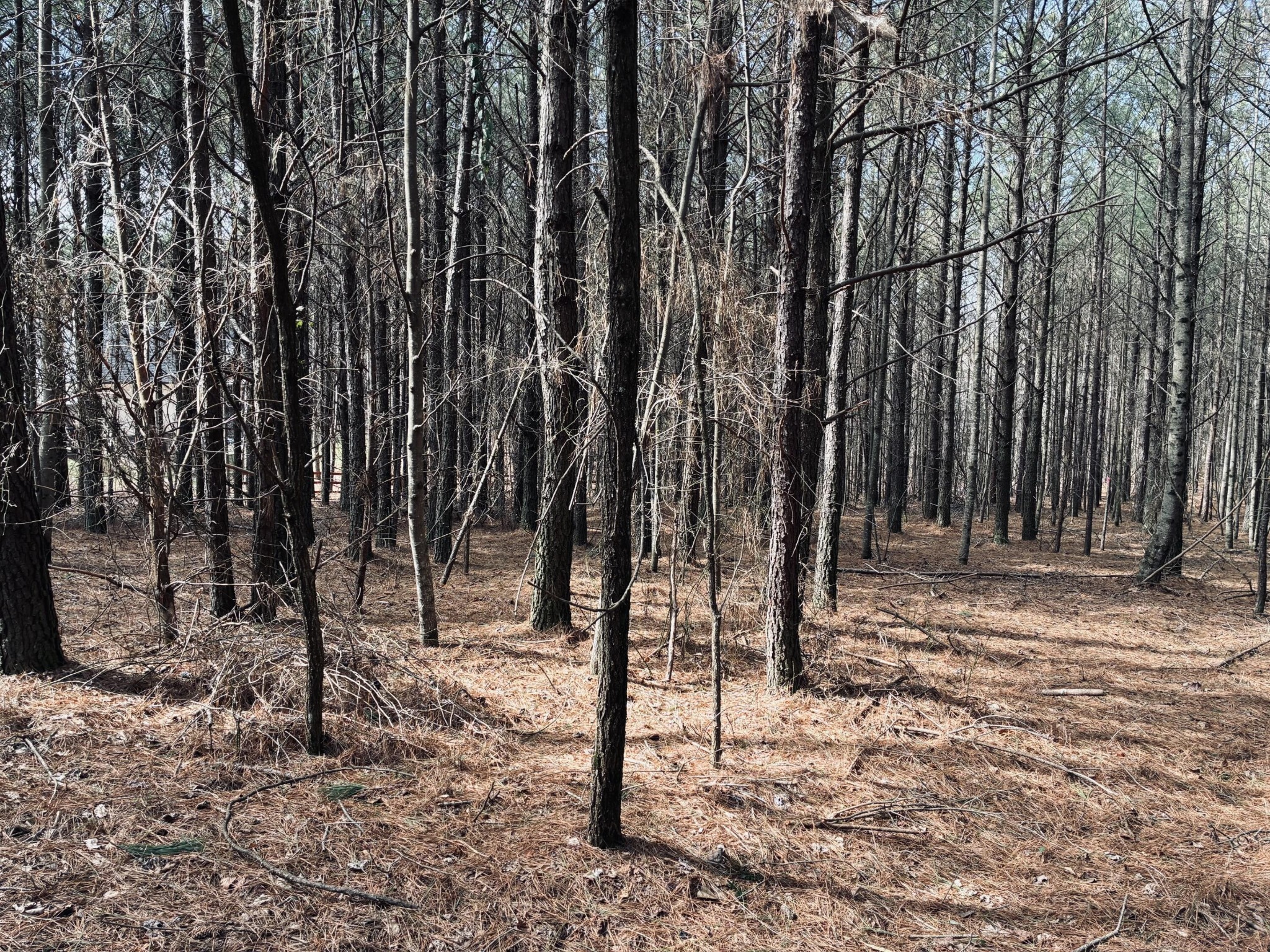 3290 Crockett Pointe Jasper, TN 37347 - Photo 11 of 40 a view of a forest with trees