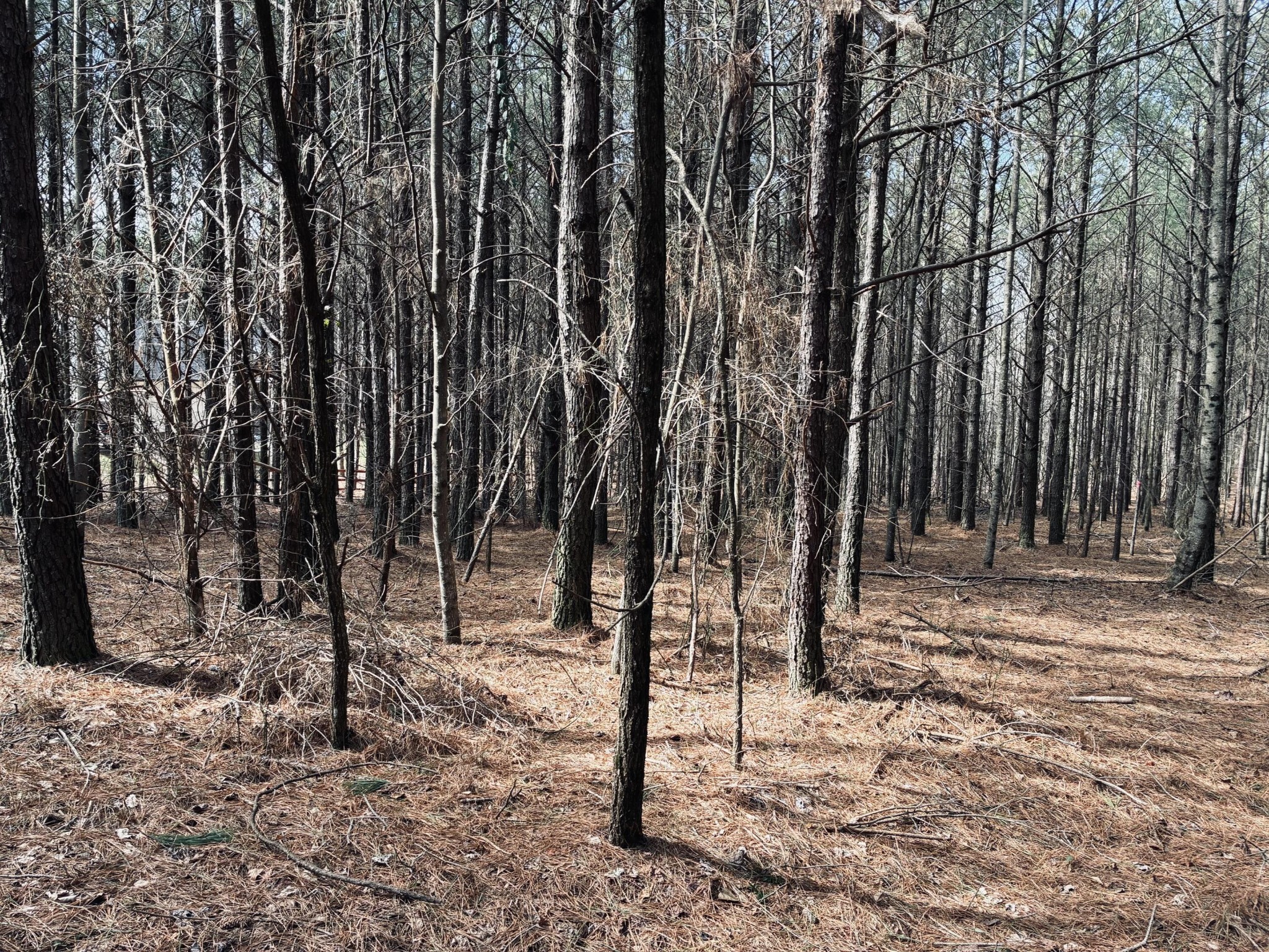 3290 Crockett Pointe Jasper, TN 37347 - Photo 12 of 40 a view of a forest covered with trees