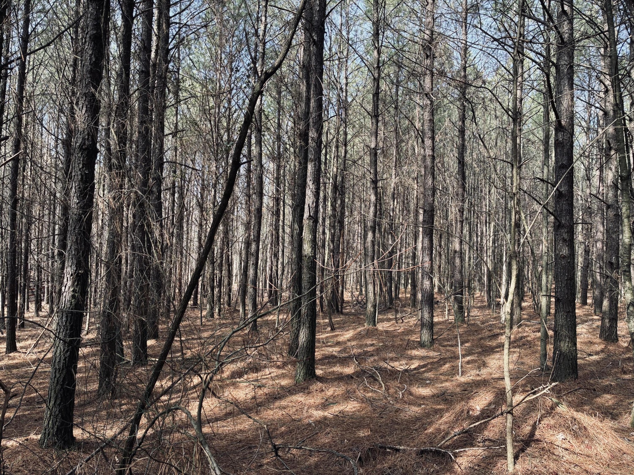 3290 Crockett Pointe Jasper, TN 37347 - Photo 5 of 40 a view of outdoor space with lots of trees