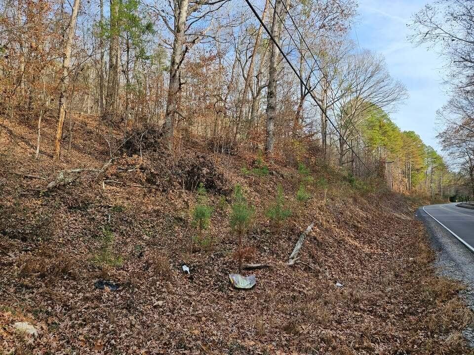 7 Smyrna Road Evensville, TN 37332 - Photo 5 of 11 a view of path and trees