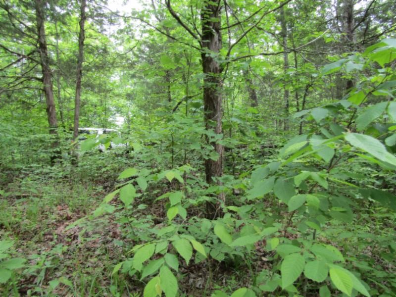 4 White Oak Rdg Road Celina, TN 38551 - Photo 15 of 22 Gallery Image 15