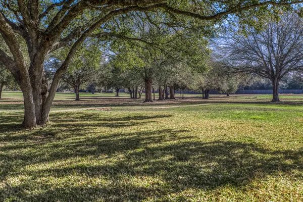 a view of a large trees with a big yard