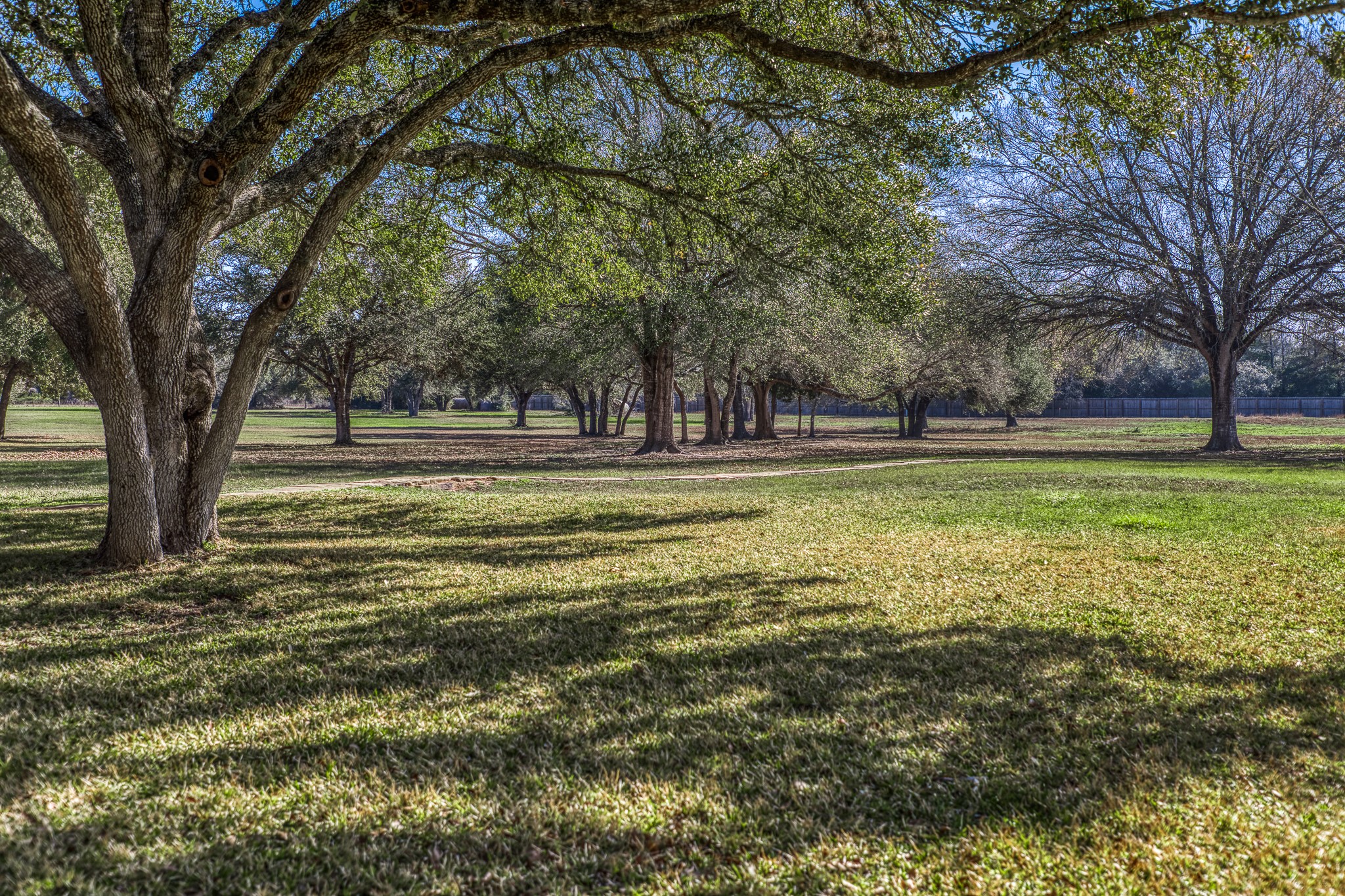1585 Round Top Road Round Top, TX 78954 - Photo 22 of 30 a view of a large trees with a big yard
