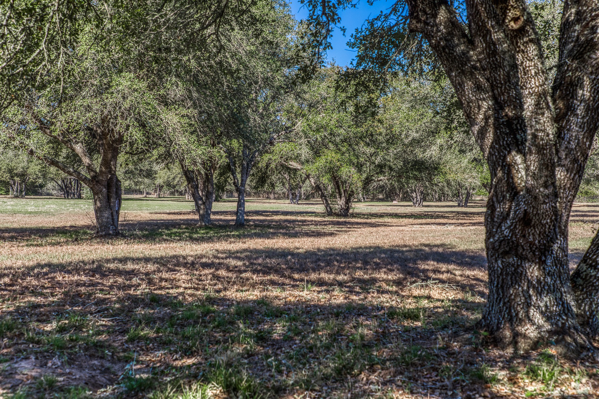 1585 Round Top Road Round Top, TX 78954 - Photo 28 of 30 a view of dirt yard with green space