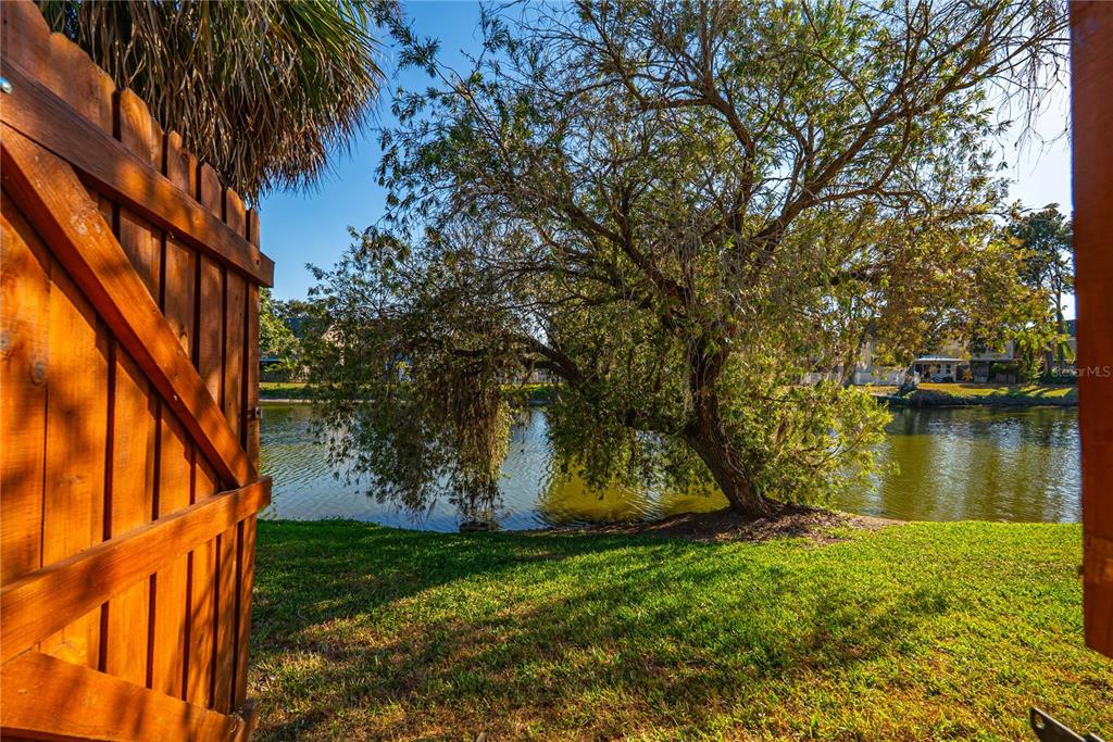 5124 Springwood Drive Tampa, FL 33624 - Photo 12 of 53 a view of a yard with a tree