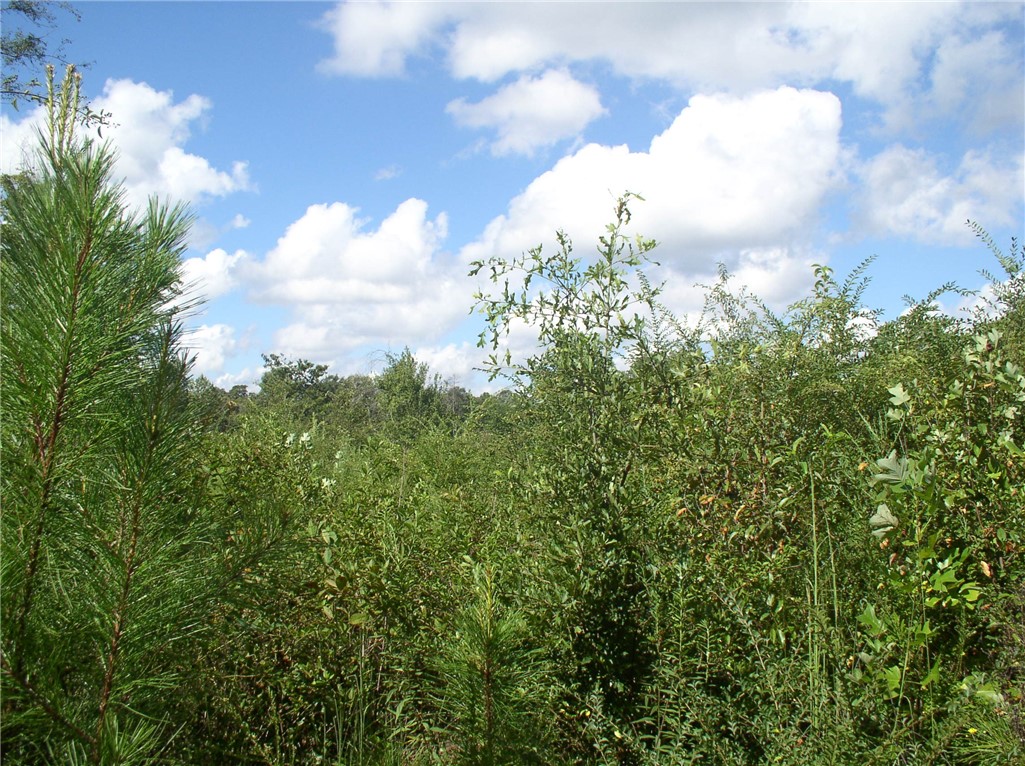 Tract C Blackjack Road, Unit WESTMINSTER Westminster, SC 29693 - Photo 7 of 10 Gallery Image 7