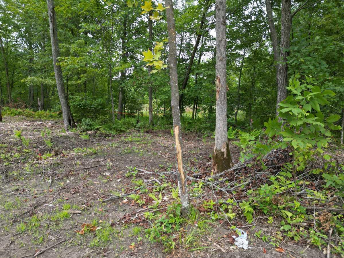 Tbd Dau Road Milltown, WI 54858 - Photo 6 of 10