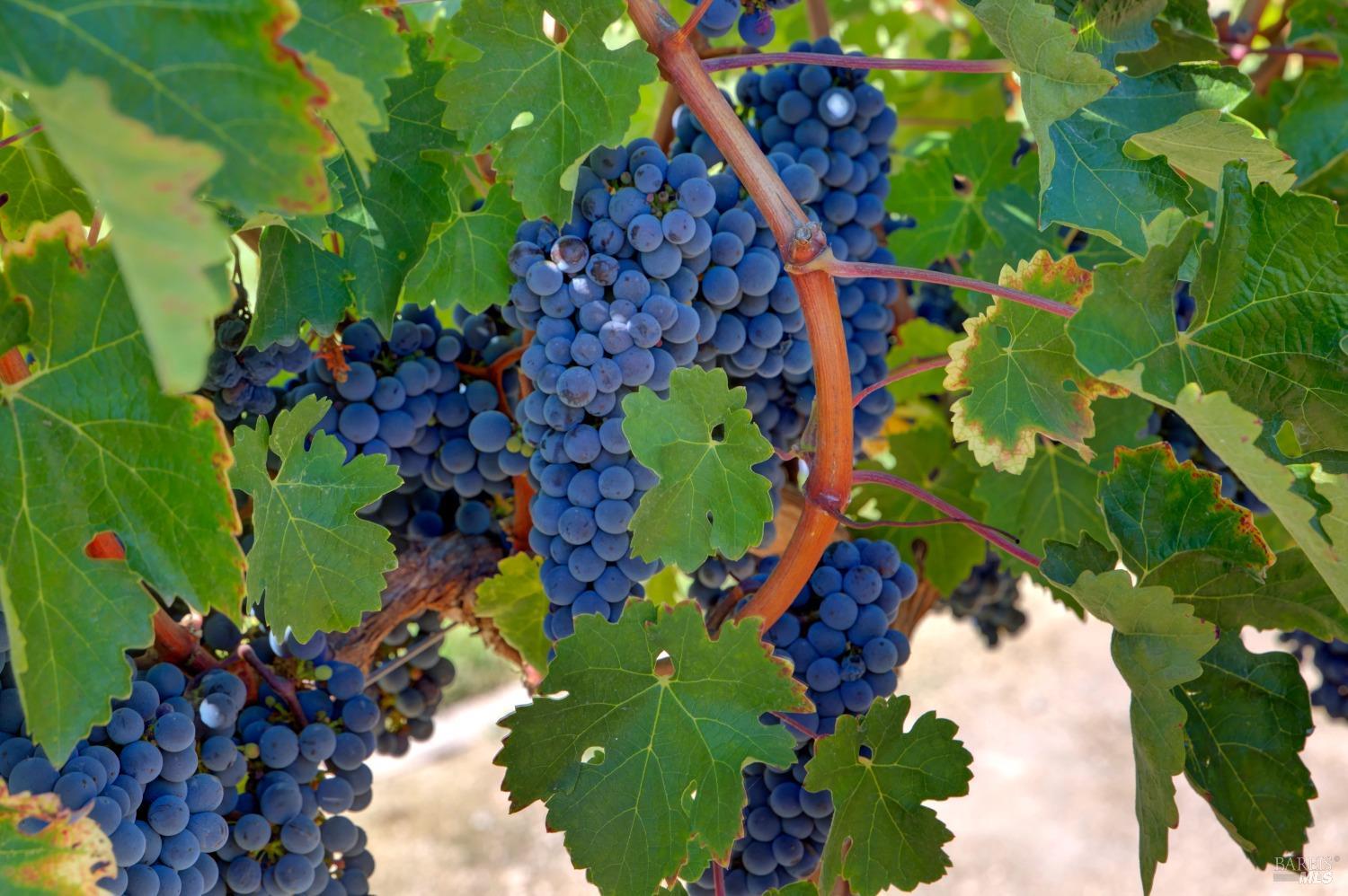 1180 Monticello Road Napa, CA 94558 - Photo 4 of 64