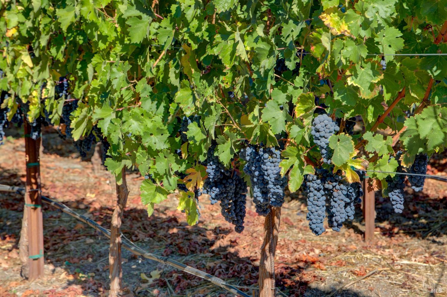 1180 Monticello Road Napa, CA 94558 - Photo 47 of 64