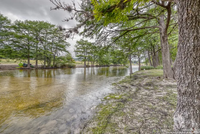a view of a yard with plants and large trees