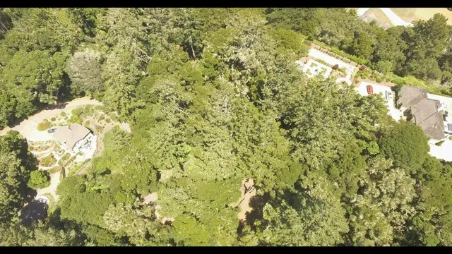 a view of a yard with a tree