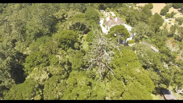 a view of a tree with a yard