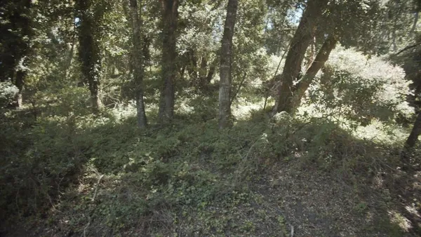 a view of a yard with a tree