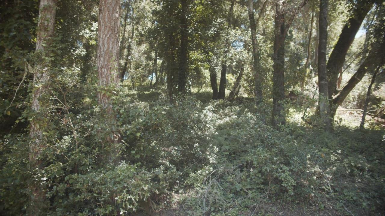 0 Burns Aptos, CA 95003 - Photo 6 of 8 a view of forest