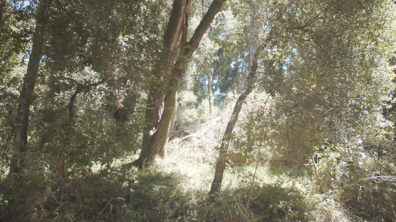 0 Burns Aptos, CA 95003 - Photo 7 of 8 a view of tree