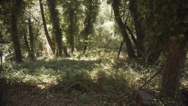 a view of a tree in a yard