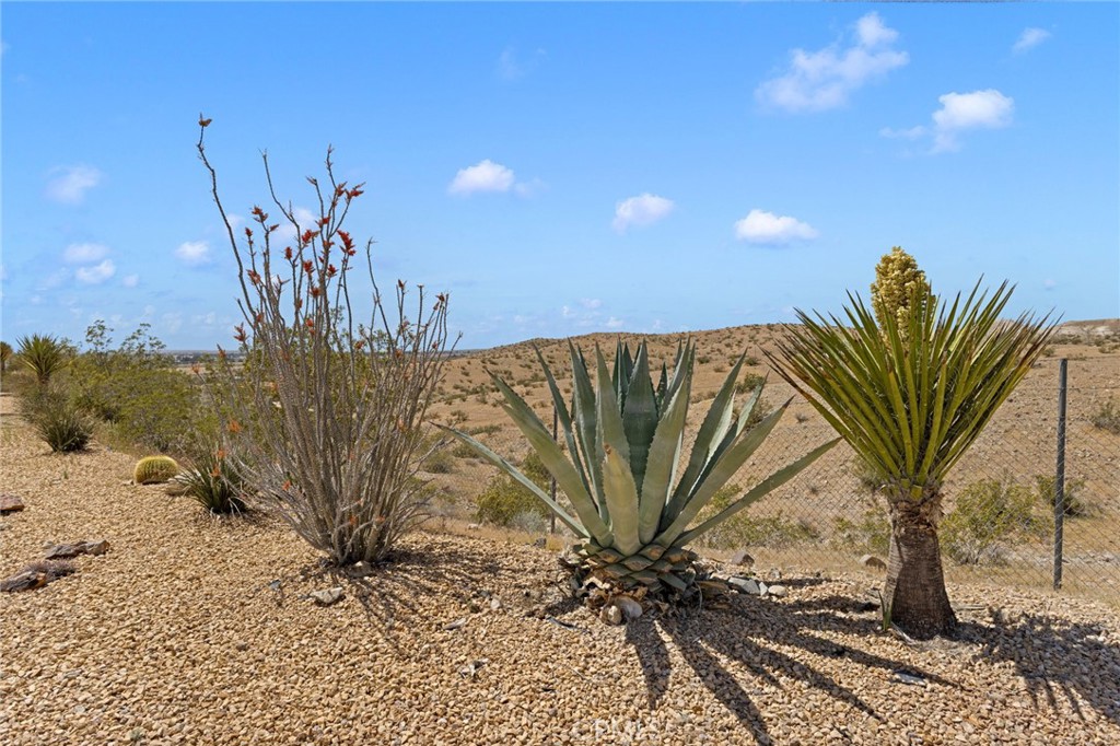 16222 Wild Road Helendale, CA 92342 - Photo 56 of 75 a view of a palm tree next to a yard