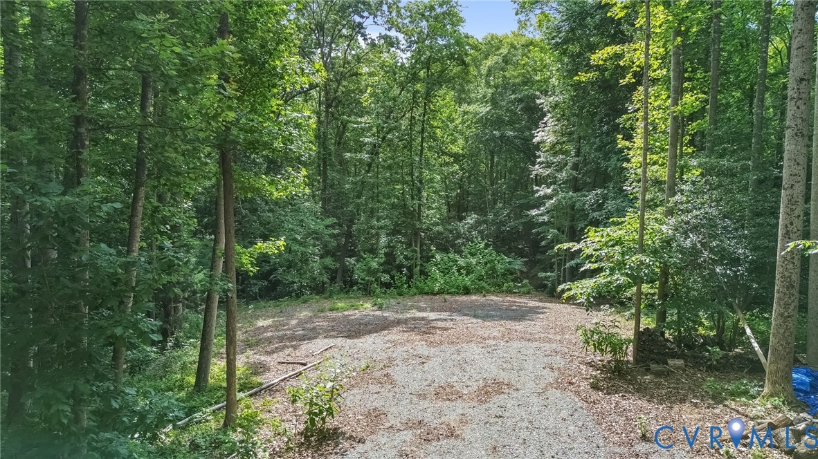 a view of a forest with trees in the background
