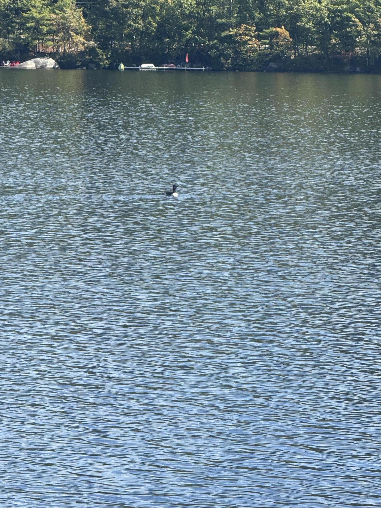 57 Oak Shore Road Harrison, ME 04040 - Photo 58 of 58 Loon