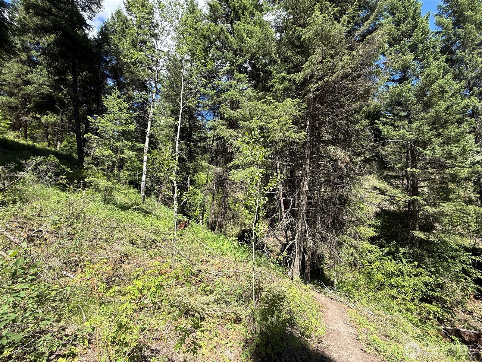 -tbd Toroda Creek Road Wauconda, WA 98859 - Photo 19 of 23 a view of a forest with a tree