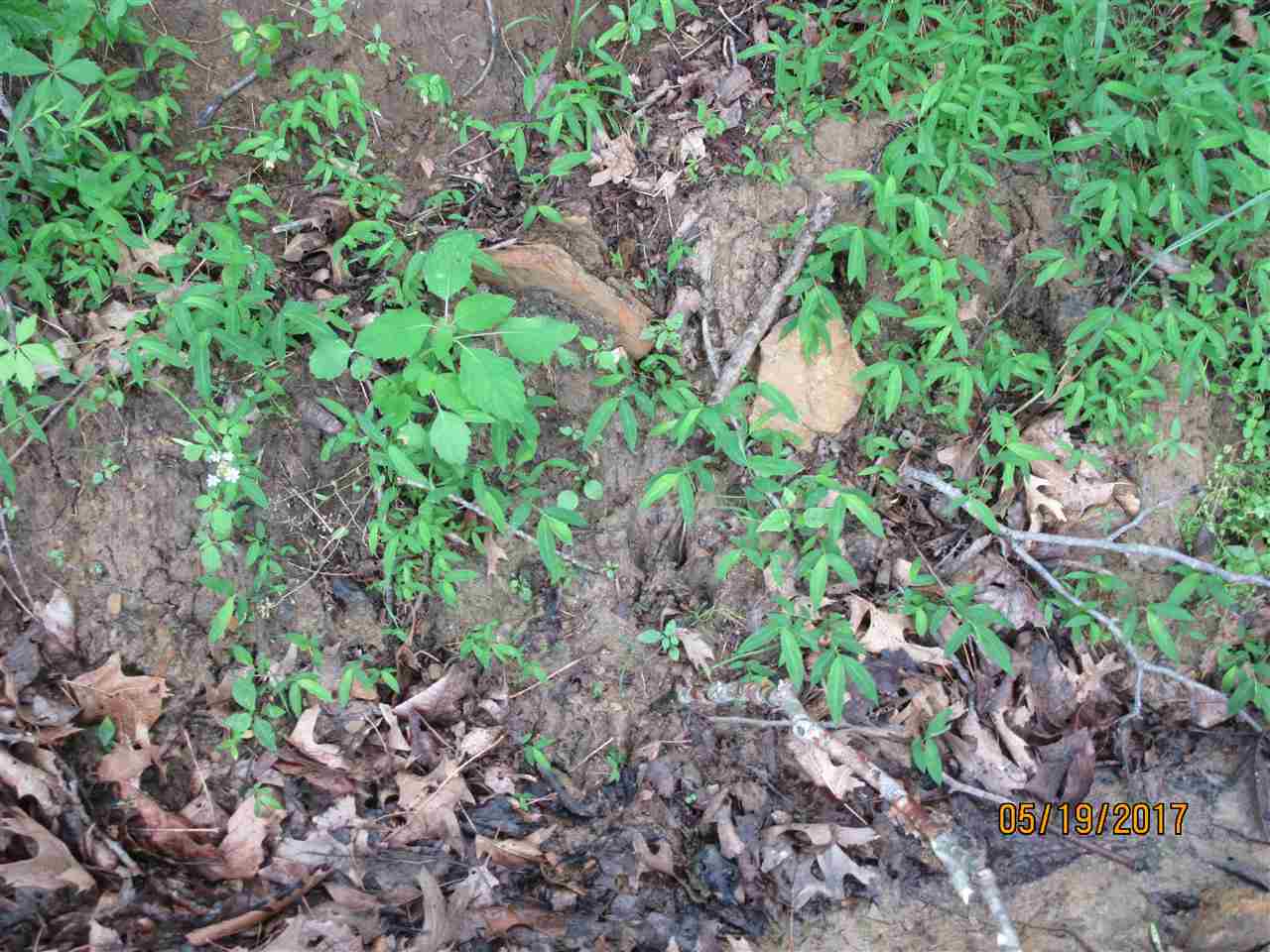 0 Tumbler Road Rome, IN 47574 - Photo 6 of 17 Gallery Image 6